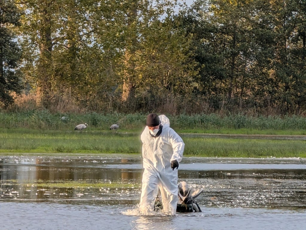 Ein Helfer zieht im Linumer Teichland einen toten Kranich aus dem Wasser, der an der Vogelgrippe gestorben ist. (Foto Handout)