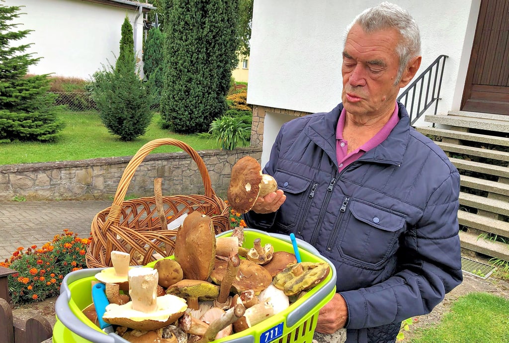 Bertold Randel ist der einzige ehrenamtliche Pilzberater in Bernburg. Wer unsicher mit seiner Ernte im Wald ist, kann sich an den 88-Jährigen wenden und die gesammelten Pilze kostenlos auf Essbarkeit prüfen lassen.