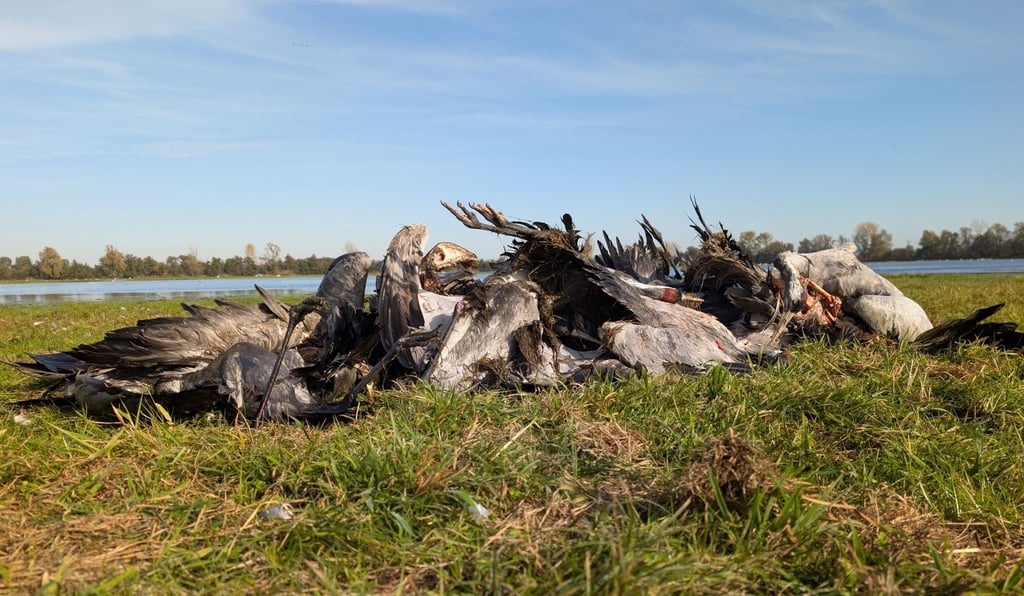 Artenschützer sprechen von einem massenhaften Kranich-Sterben wegen der Vogelgrippe.