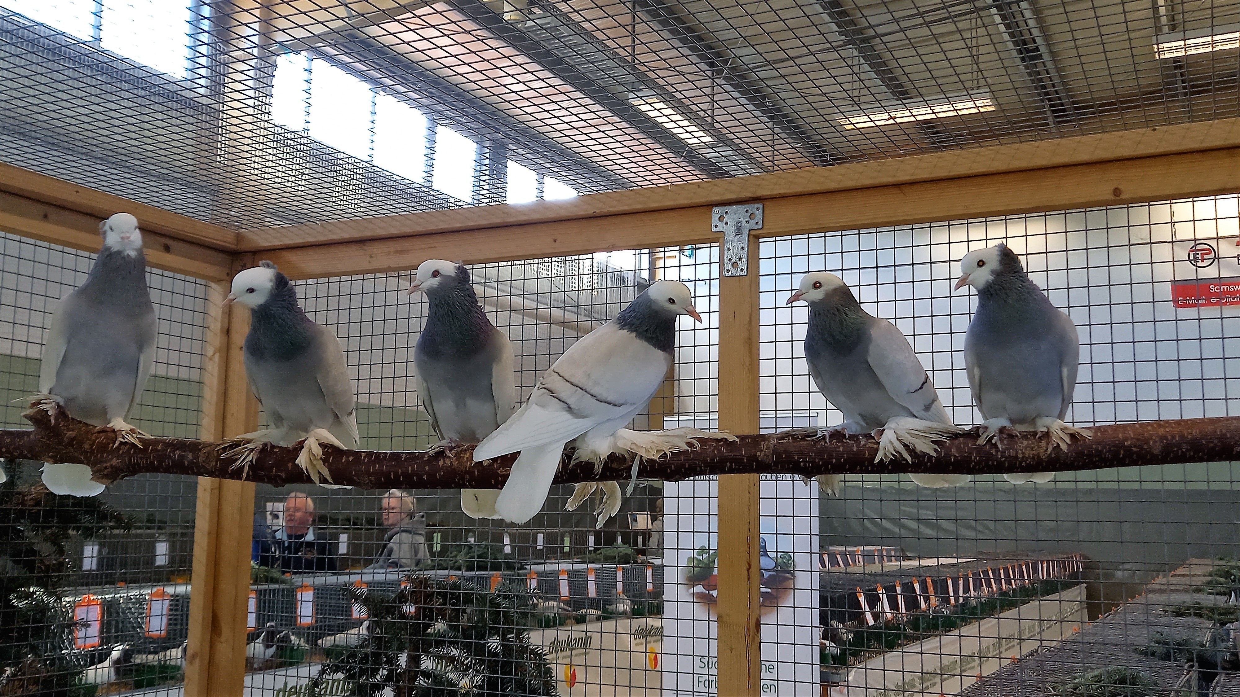 Tierische Vielfalt in Samswegen: Geflügel- und Kaninchenschau lockt Besucher nach Samswegen
