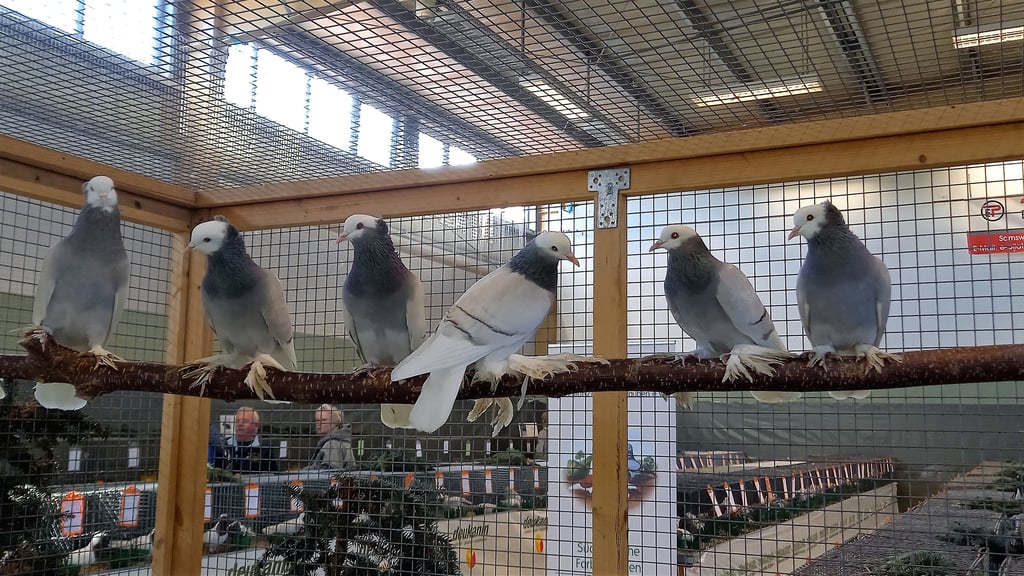 Tauben, Hühner, Gänse, Enten und Kaninchen können am 1. und 2. November in Samswegen bestaunt werden.