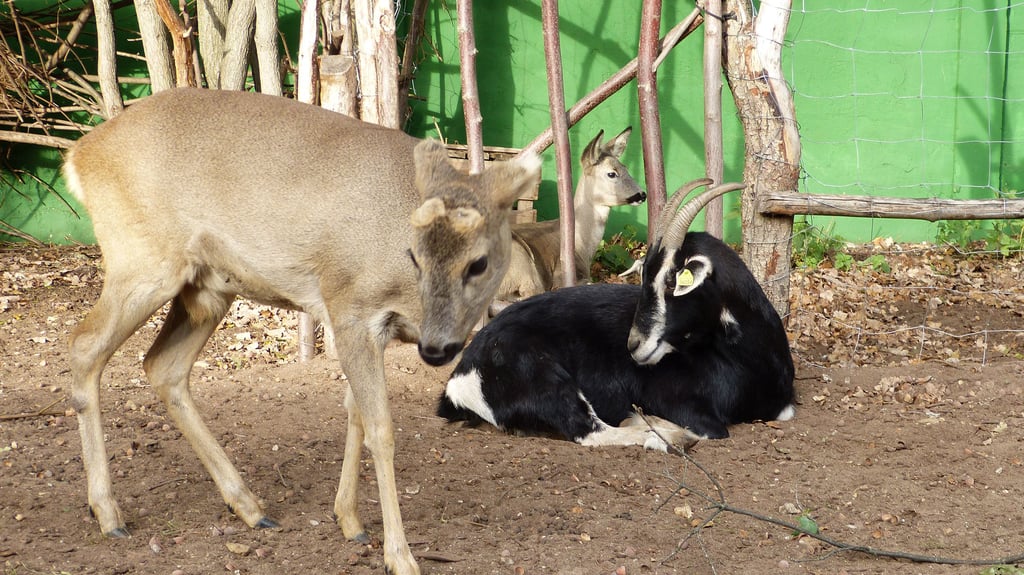 Was mit dem Reh Fridolin passiert ist, erfahrt ihr im Alaris Schmetterlingspark in Wittenberg.