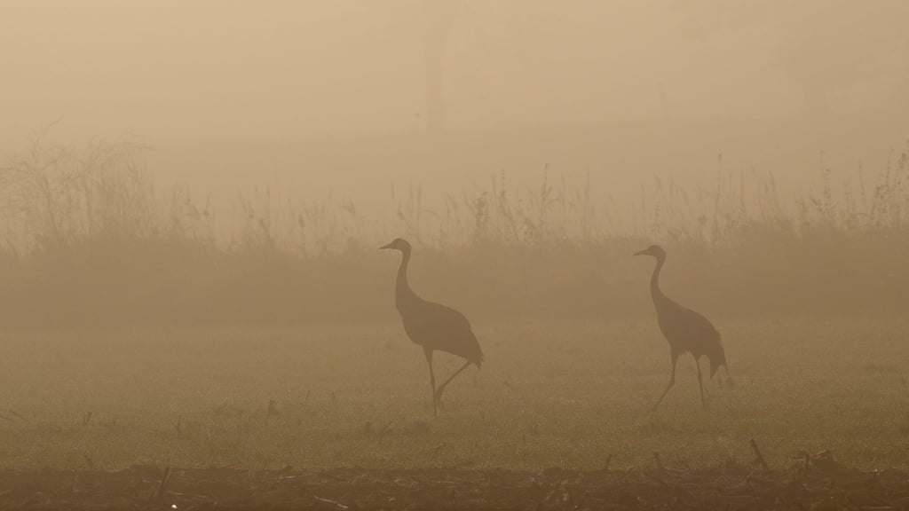 Der Vogelzug ist auch im Drömling in vollem Gange. (Archivbild)