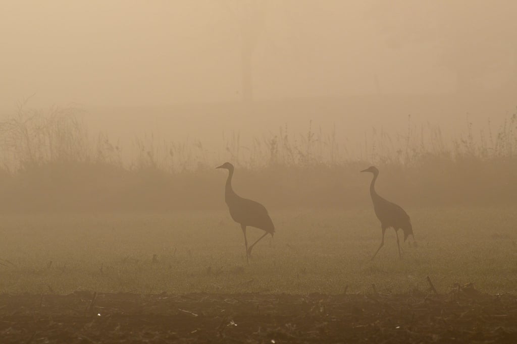 Der Vogelzug ist auch im Drömling in vollem Gange. (Archivbild)