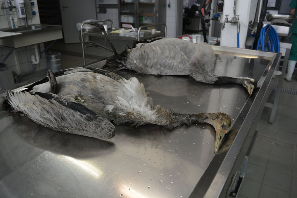 Verendete Kraniche werden im Landesamt für Verbraucherschutz in Stendal für die Sektion vorbereitet. Sie sind an Vogelgrippe gestorben, wie sich mittlerweile bestätigt hat.