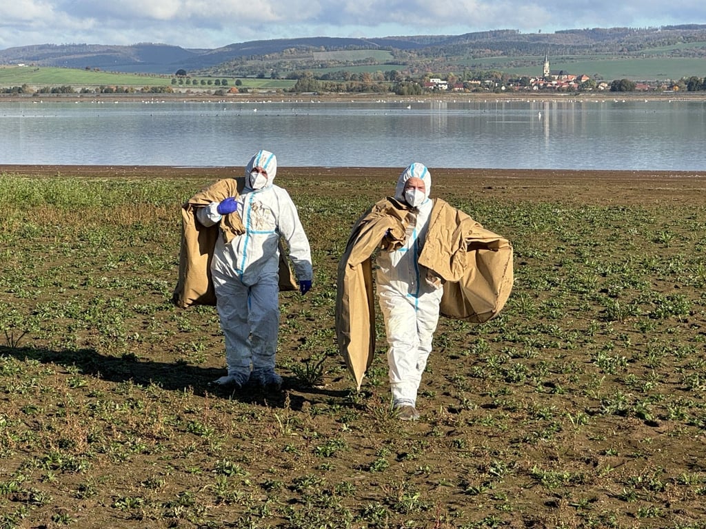 Einsatzkräfte in Schutzanzügen am Stausee Kelbra bergen tote Kraniche.