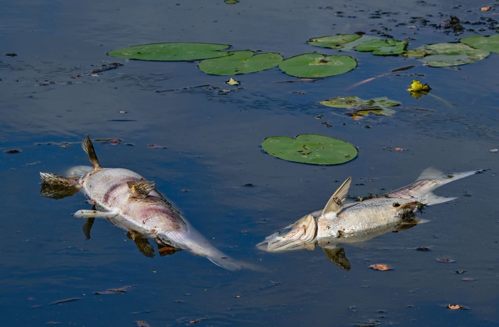 Vor drei Jahren trieben auf der Oder tonnenweise toter Fische. (Archivbild)