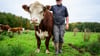 Alexander Schmidt, Rinderzüchter, steht auf einer Wiese neben dem Hereford-Rind mit dem Namen Simba.