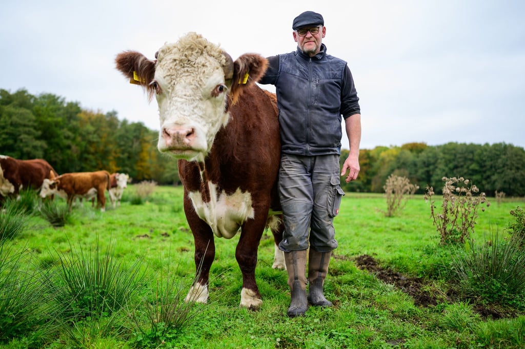 Alexander Schmidt, Rinderzüchter, steht auf einer Wiese neben dem Hereford-Rind mit dem Namen Simba.