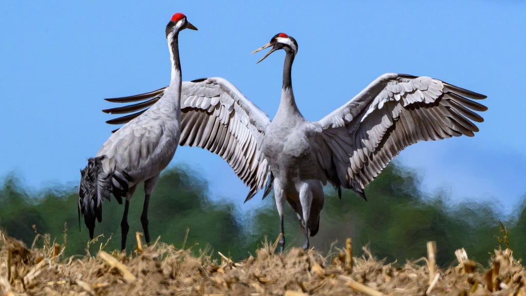 Mögen sie gesund bleiben: Derzeit breitet sich in unter Kranichen die Vogelgrippe aus. Wer tote Vögel findet, sollte sie nicht anfassen.