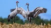 Mögen sie gesund bleiben: Derzeit breitet sich in unter Kranichen die Vogelgrippe aus. Wer tote Vögel findet, sollte sie nicht anfassen.