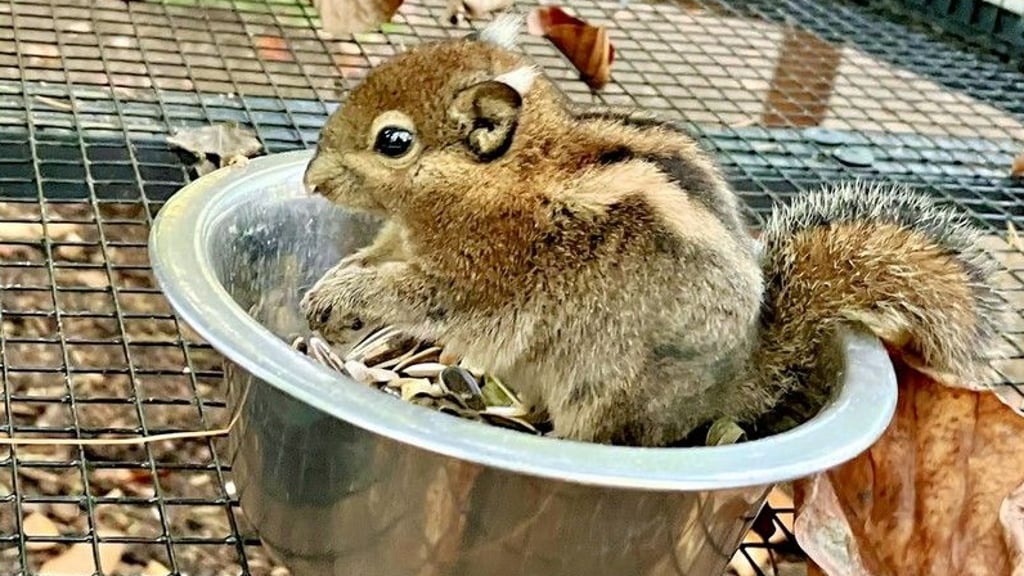 Tierpfleger Stefan Gluch übt mit dem afrikanischen Elefantenbullen «Kando» beim «medizinischen Elefantentraining». Bei dem Training übt der Elefant etwa eine Rüsselspülung, das Heben eines Beines oder das Öffnen des Mauls auf Kommando sowie die Berührung an Ohren und Augen. Das medizinische Elefantentraining gehört im Zoo Magdeburg dazu.