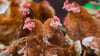 Die Vogelgrippe, auch Geflügelpest genannt, ist eine bei vielen Vogel- und Geflügelarten häufig tödlich verlaufende Infektionskrankheit. (Symbolbild)