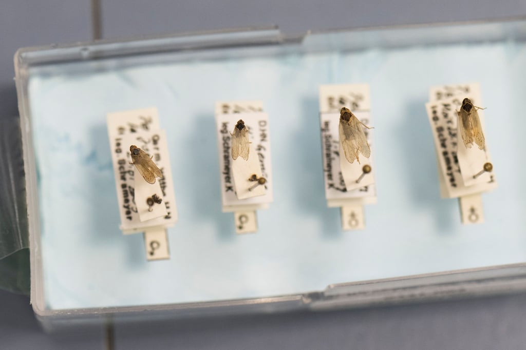 Winzig kleine Schilf-Glasflügelzikaden sind in einem Labor zu sehen. (Archivfoto)