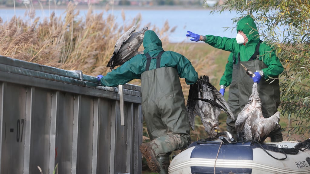 Einsatzkräfte der Feuerwehr entsorgen verendete Kraniche am Stausee Kelbra. An vielen Orten in Sachsen-Anhalt werden inzwischen Fälle der Vogelgrippe gemeldet. Durch den aktuell laufenden Vogelzug im Herbst breitet sich die Seuche immer weiter aus.&nbsp;&nbsp;