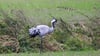 Die Vogelgrippe bedroht die Kraniche im Rastgebiet an den Linumer Teichen.