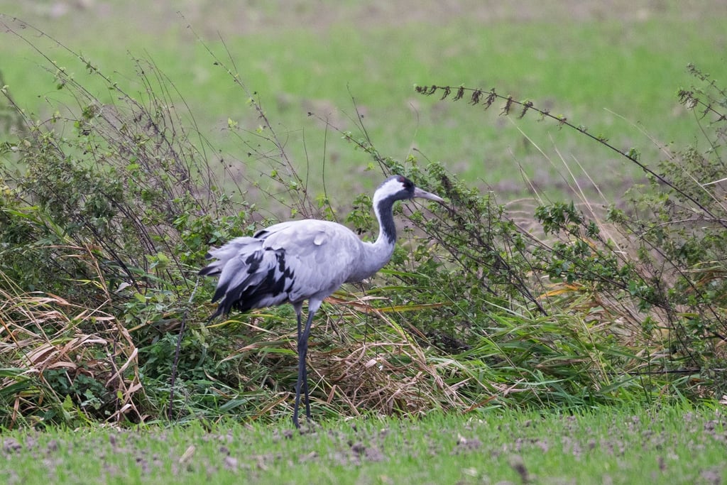 Die Vogelgrippe bedroht die Kraniche im Rastgebiet an den Linumer Teichen.