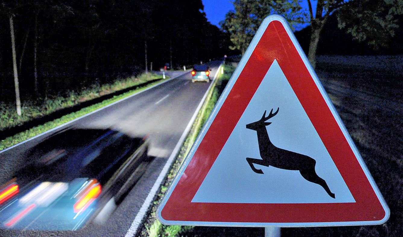 Wildunfälle im Salzlandkreis: Vermehrt Wildunfälle im Herbst: Wie die Lage im Salzlandkreis aussieht und wie man sich schützen kann