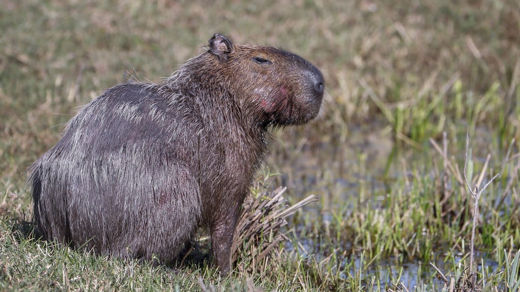 Capybara und andere Wildtiere wurden bei der Operation beschlagnahmt. (Archivbild)