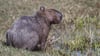 Capybara und andere Wildtiere wurden bei der Operation beschlagnahmt. (Archivbild)