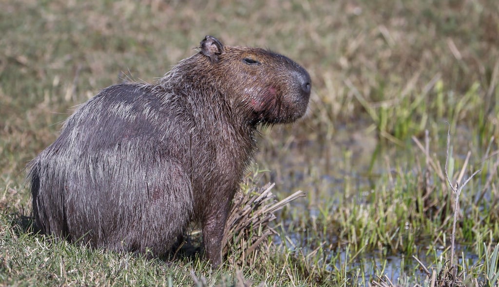 Capybara und andere Wildtiere wurden bei der Operation beschlagnahmt. (Archivbild)