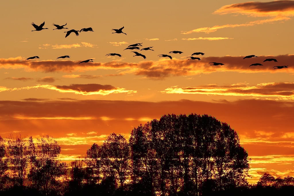 Der Herbstzug der Kraniche ist normalerweise ein Naturschauspiel im Linumer Teichland - jetzt erlebt der kleine Ort im Nordwesten Brandenburgs wegen der Vogelgrippe einen herben Rückschlag. (Archivbild)
