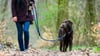 Vielerorts in Sachsen wird die Hundesteuer immer teurer. (Archivbild)