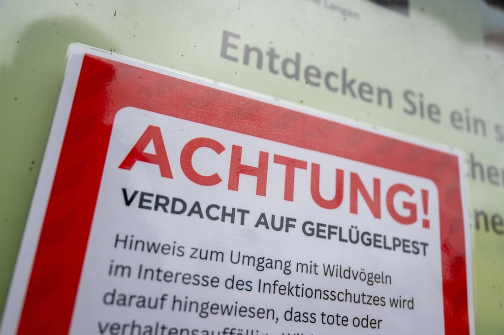 Die Vogelgrippe breitet sich in Thüringen weiter aus. Mehrere Kreise reagieren mit Stallpflichten und Verboten. (Symbolbild)