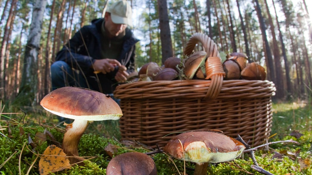 Mit dem Herbst beginnt auch wieder die Hauptsaison für Pilzsammler in Sachsen-Anhalt.