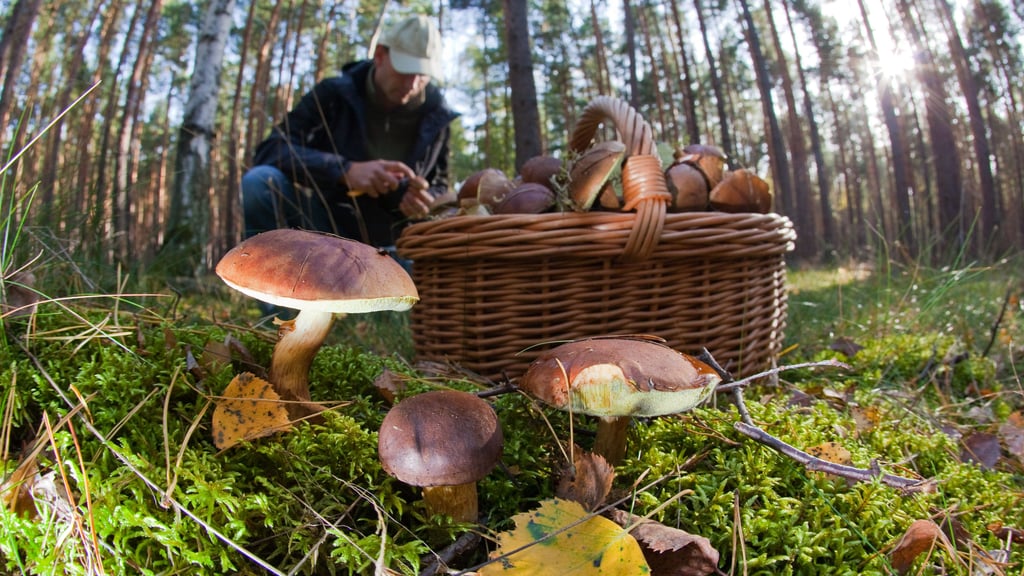 Mit dem Herbst beginnt auch wieder die Hauptsaison für Pilzsammler in Sachsen-Anhalt.