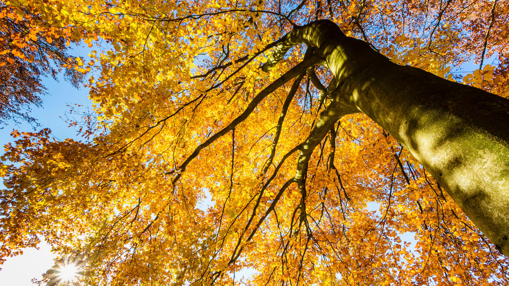 Der Harzklub-Zweigverein Neudorf sagt seine geplante Herbstwanderung am Sonntag, .