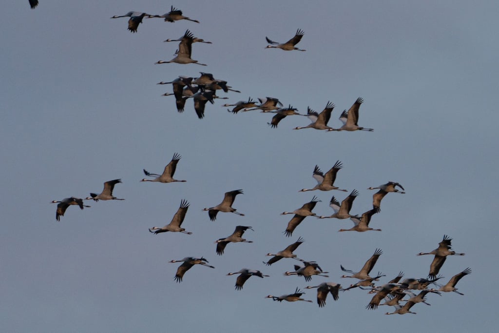 Zehntausende Kraniche rasten jedes Jahr im Linumer Teichgebiet. In diesem Herbst sind die Wildvögel in bislang ungekanntem Ausmaß von der hoch ansteckenden Vogelgrippe betroffen.