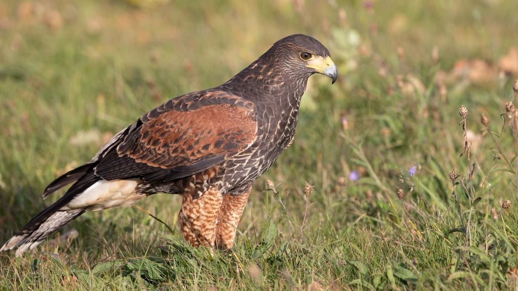 Seit Mittwoch vermisst die Falknerin Janine Moess aus Thale ihre Hera. Hera ist ein Wüstenbussard. Stundenlang suchte sie nach dem Vogel, vergebens. Auch ein Suchaufruf führte bisher nicht zum Erfolg.
