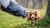 Hundehalter sind verpflichtet die Hinterlassenschaften ihres Tieres zu beseitigen. Weil das nicht alle machen, fordern Stadträte in Magdeburg härtere Strafen.