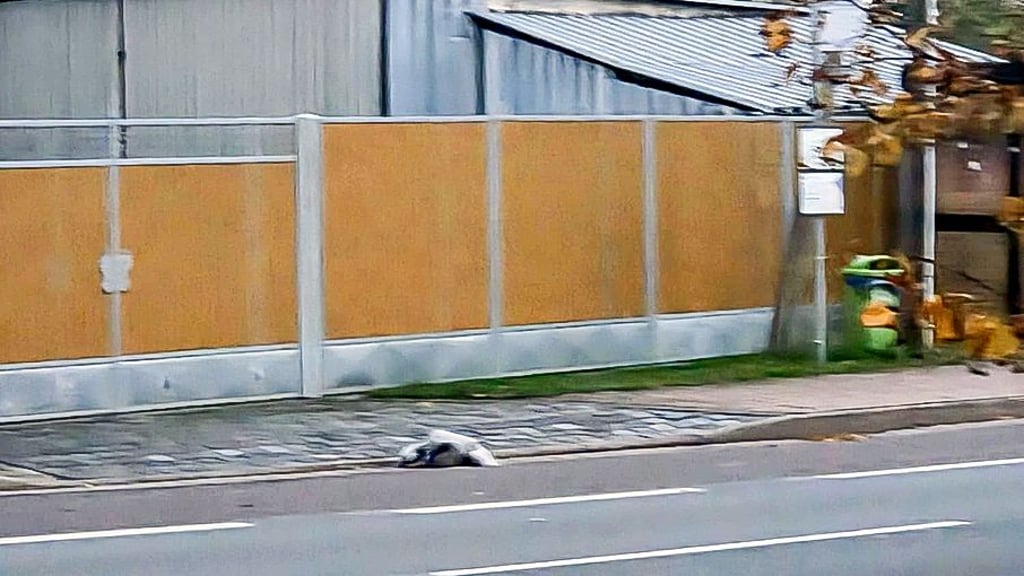 Ein kranker Kranich kämpft an einer Bushaltestelle in Berga stundenlang mit dem Tod – trotz zahlreicher Meldungen reagiert niemand.