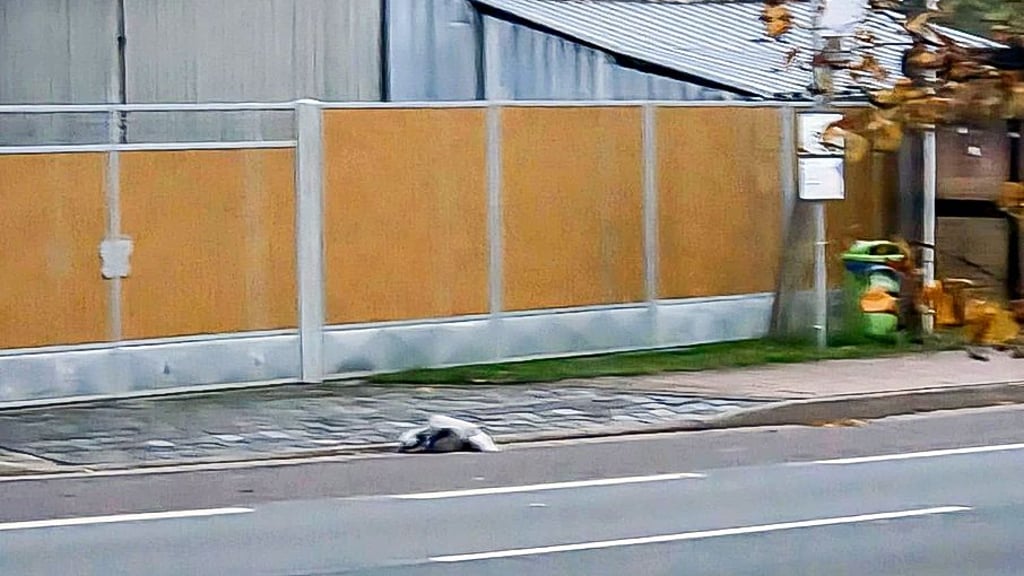 Ein kranker Kranich kämpft an einer Bushaltestelle in Berga stundenlang mit dem Tod – trotz zahlreicher Meldungen reagiert niemand.
