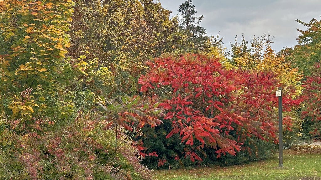 Der Oktober zeigt sich auch bei trüben Wetter farbenfroh. Bei einer Wanderung in der Goitzsche-Wildnis kann man den Herbst auf besondere Art entdecken.