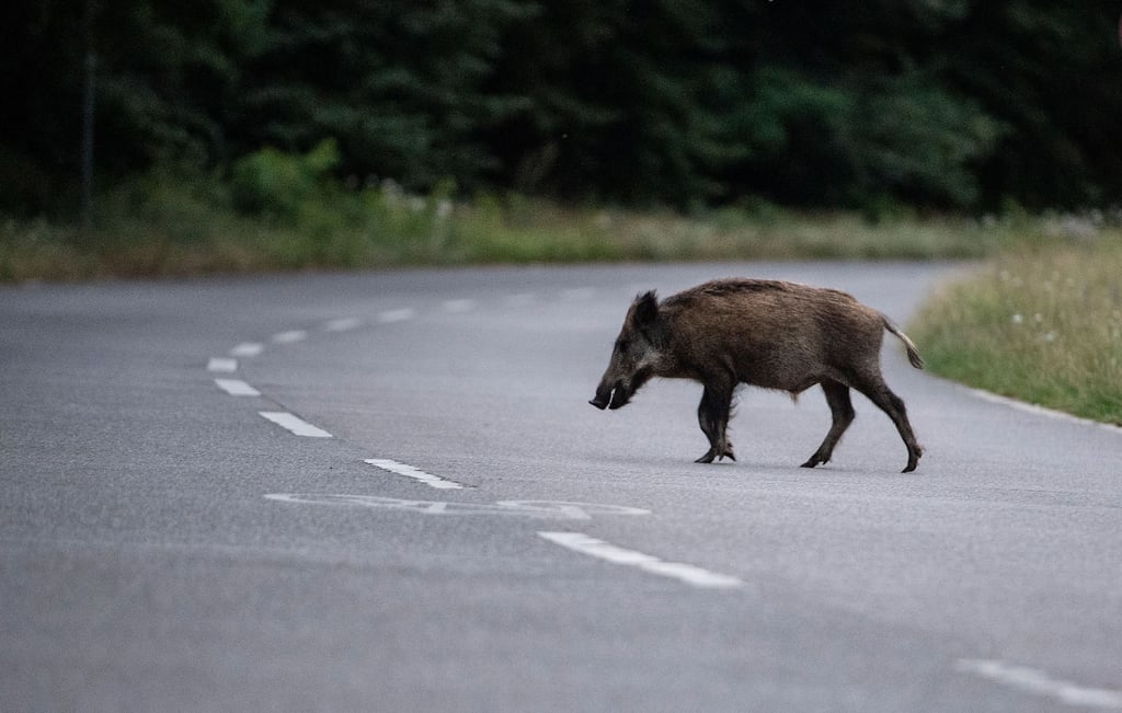 Ein Wildschwein auf einer Straße.