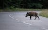 Ein Wildschwein auf einer Straße. 
