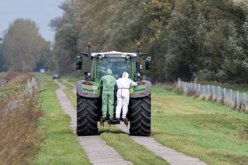 Helfer in Schutzanzügen sind zur Beseitigung toter Kraniche in der Nähe von Linum im Einsatz.