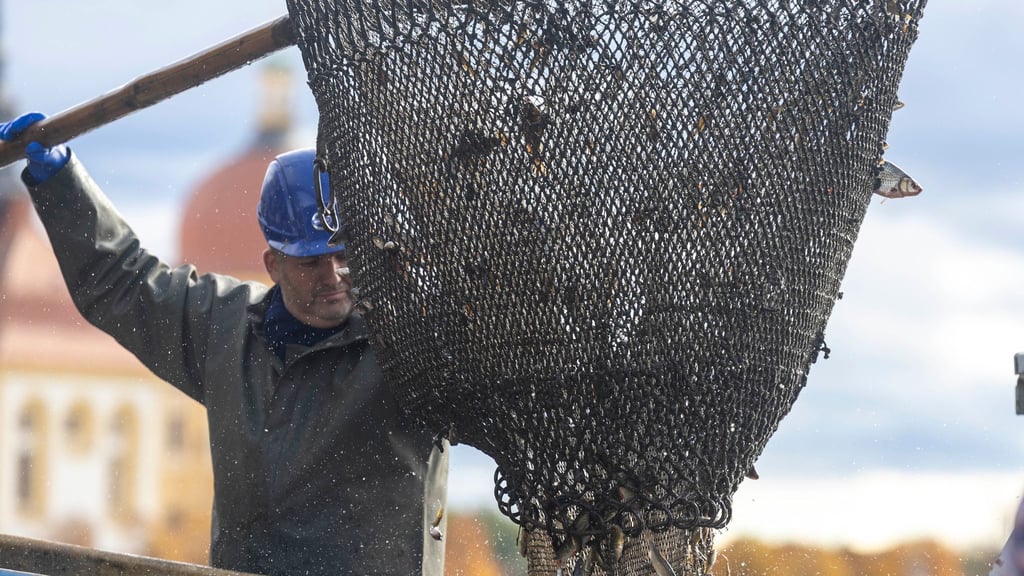 Die Fischzüge, das sogenannte Abfischen, gehört zu den Highlights des Moritzburger Fisch- und Waldfestes.