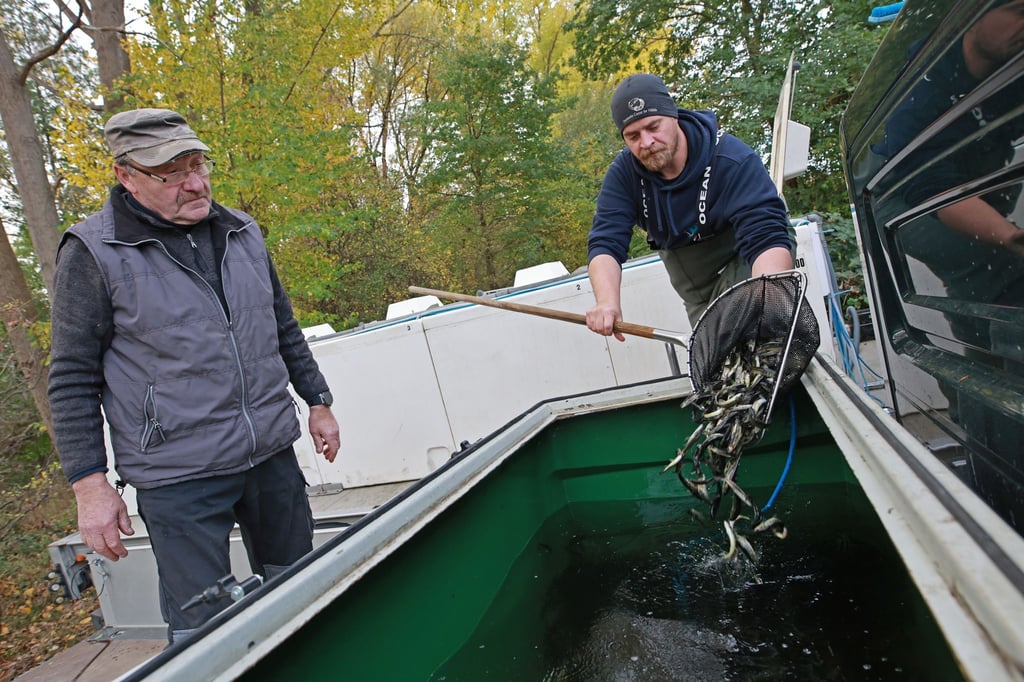 Erstmals sind am Samstag im Rahmen des Wanderfischprogramms Sachsen-Anhalt insgesamt 50.000 halbjährige Junglachse in die Bode gesetzt worden.