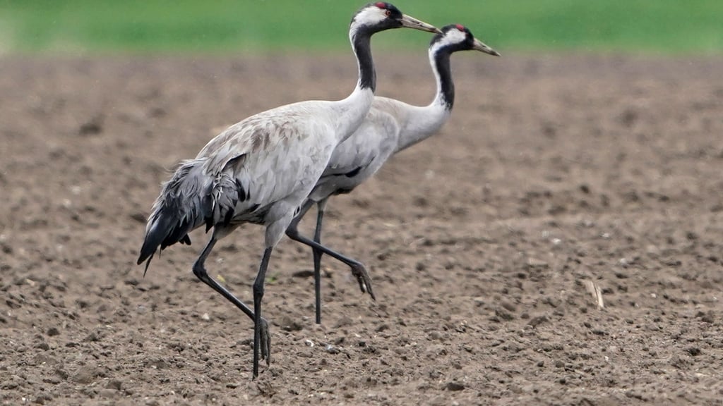 Das Vogelgrippe-Virus ist bei zwei verendeten Kranichen in Berlin nachgewiesen worden. (Archivbild)