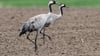 Das Vogelgrippe-Virus ist bei zwei verendeten Kranichen in Berlin nachgewiesen worden. (Archivbild)