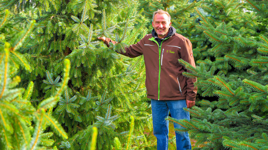Sven Theile auf seiner Weihnachtsbaumplantage in Branderoda. Hier können Kunden ihre Bäume selbst aussuchen und fällen.