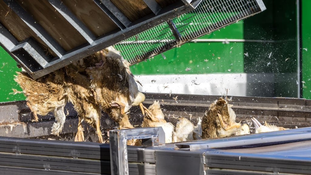 Tote Enten kommen in einen Transportbehälter.
