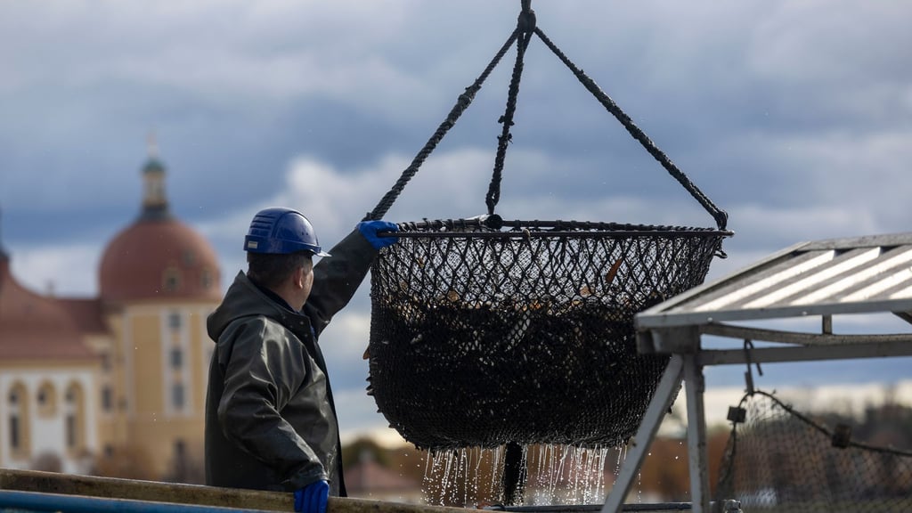 Am Sonntag ist das Fisch- und Waldfest bei durchwachsenem Wetter zu Ende gegangen.