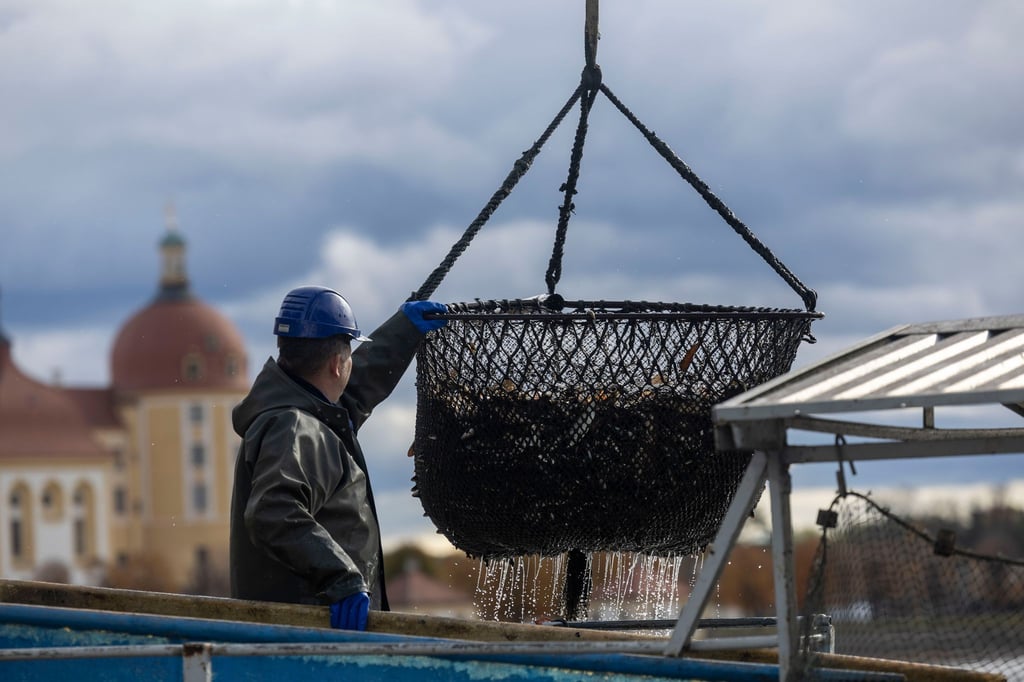 Am Sonntag ist das Fisch- und Waldfest bei durchwachsenem Wetter zu Ende gegangen.