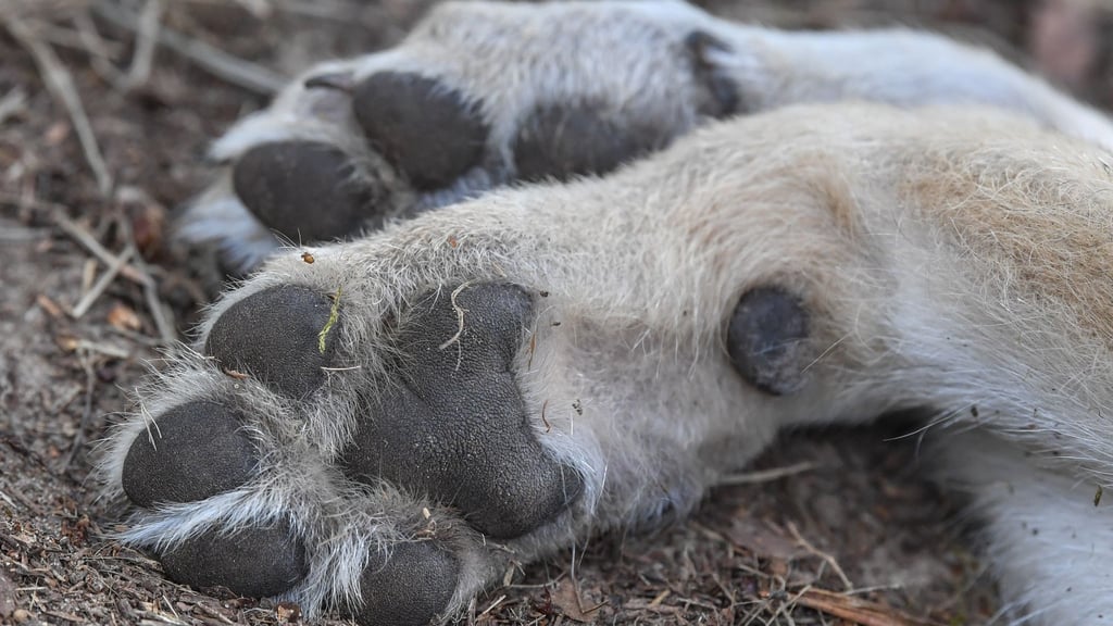 Die Dokumentations- und Beratungsstelle des Bundes zum Thema Wolf erfasst die Zahl der toten Wölfe und die Todesursachen. (Symbolbild)