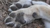 Die Dokumentations- und Beratungsstelle des Bundes zum Thema Wolf erfasst die Zahl der toten Wölfe und die Todesursachen. (Symbolbild)